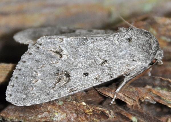 Photo of Acronicta insita by <a href="http://www.coffinpoint.ca/">Paul Westell</a>
